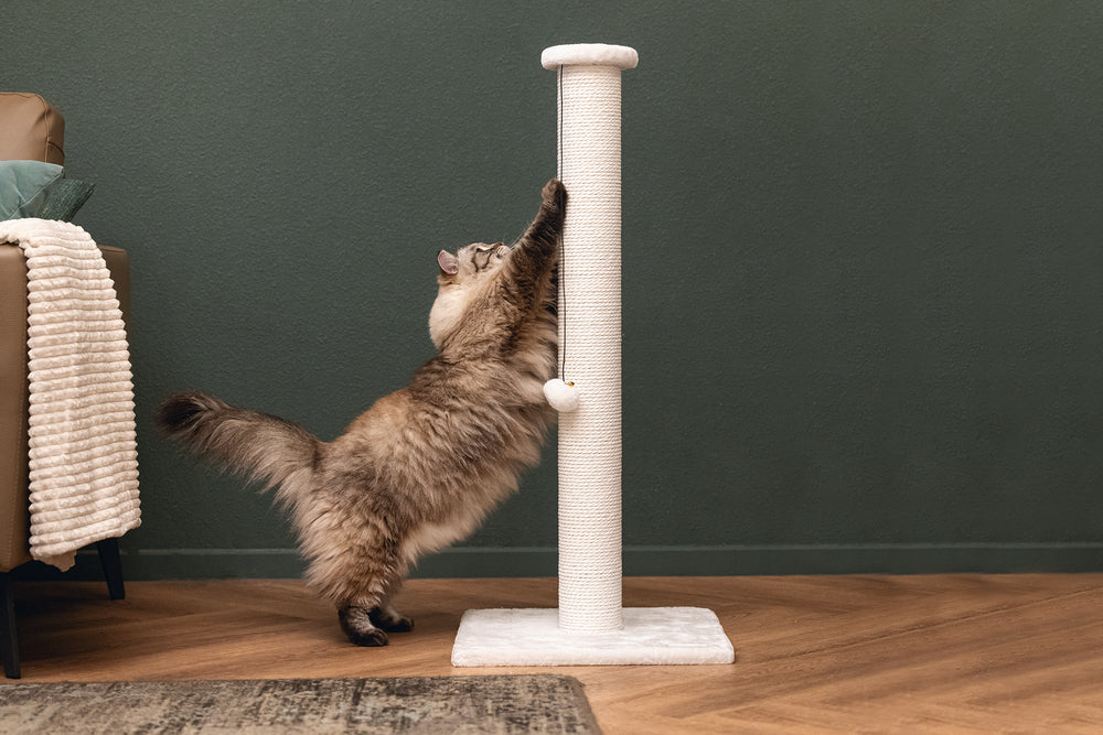 3 leiðir til að fá köttinn til að hætta að klóra í húsgögnin