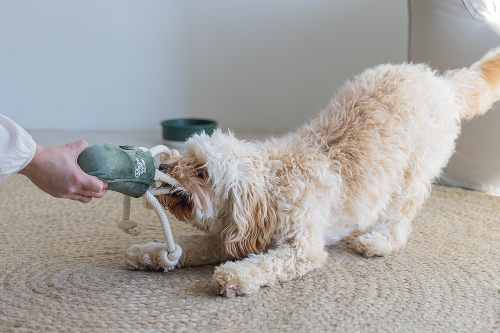 Afhverju er mikilvægt að leika við dýrin
