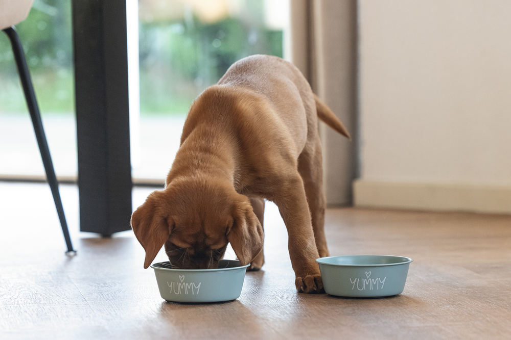 Veist þú hvernig er best að skipta um fóður?