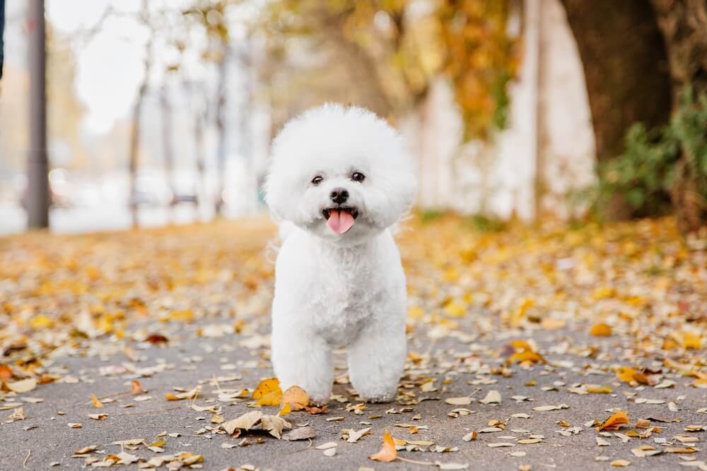 Bichon Frise hundar: skapgerð, feldur og umhirða