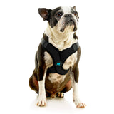 Gooby Comfort X Step In Lite - Black