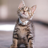 Beeztees BLIXA Kitten Collar