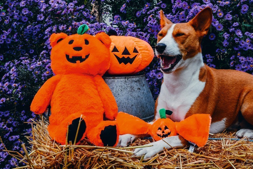 Beeztees Halloween Pumpkin Bear, appelsínugulur bangsi með haus eins og grasker