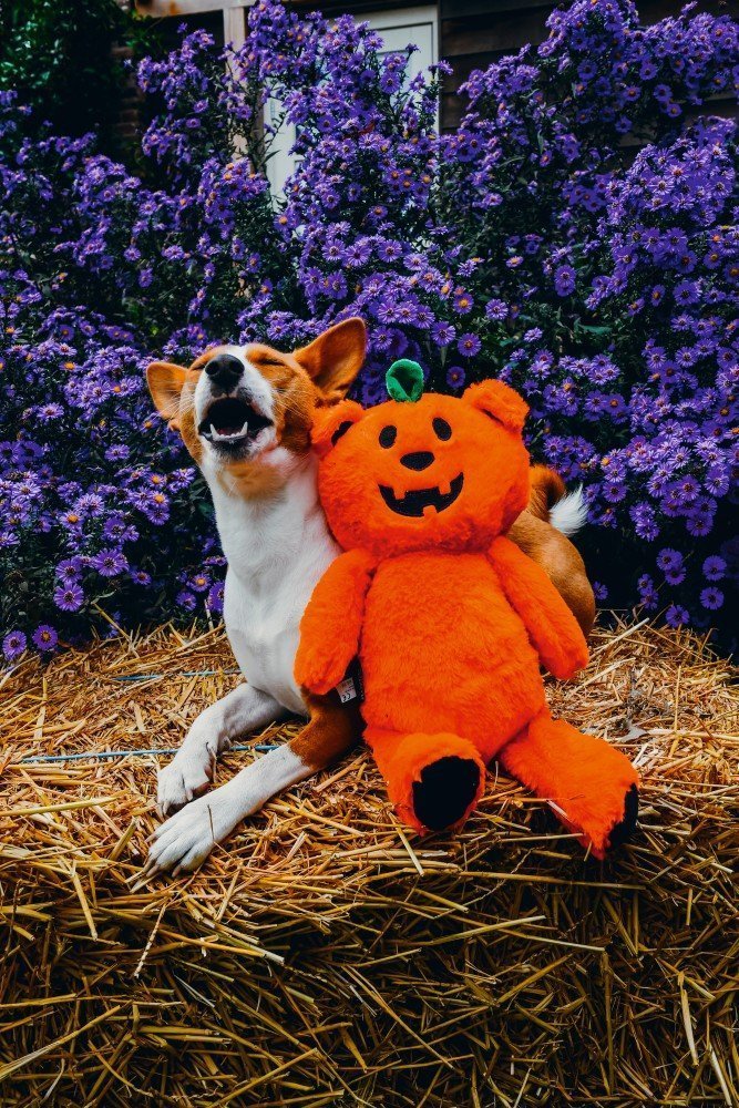 Beeztees Halloween Pumpkin Bear, appelsínugulur bangsi með haus eins og grasker