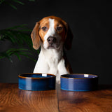 Scruffs Reactive Glaze Food Bowl Midnight Blue