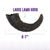 Icelandic+ Large Lamb Horn with Marrow