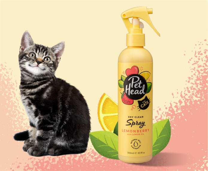 Kitten with Pet Head Felin Good Spray