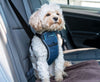 CarSafe Crash Tested Dog Harness - Blue