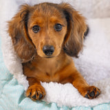 Puppy Rest Bed Nappy Blue 50X42X18