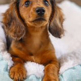 Puppy Rest Bed Nappy Blue 50X42X18