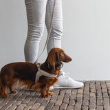 Dog Harness Velura Grey S