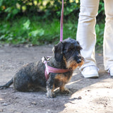 Dog Harness Velura Bleikt Xs