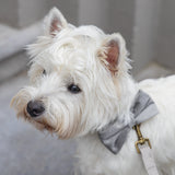 Velvet Hunda Slaufa Zaza Grá 9