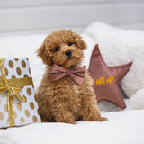 Velvet Hunda Slaufa Zaza Bleik 9