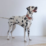 Velvet Hunda Slaufa Zaza Bleik 9