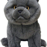 British Blue Cat