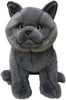 British Blue Cat