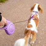 Halti Retractable Lead - í notkun