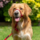 Company Of Animals - Halti Headcollar