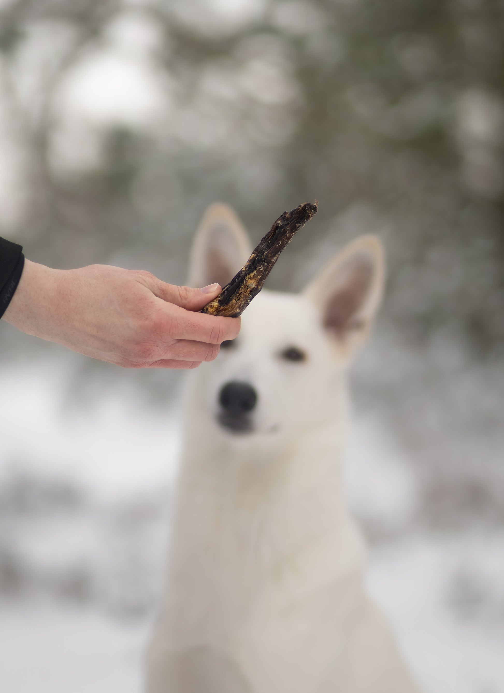 Hundur bíður eftir Pala Goose Neck nagbeini