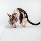 District 70 Bamboo Cat Bowl