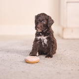 Beeztees Puppy Donuts Toy