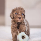 Beeztees Puppy Donuts Toy