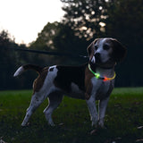 Beeztees Safety Gear Dog Collar - Multi