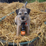 Animology Dirty Dawg No Rinse Shampoo - 250ml