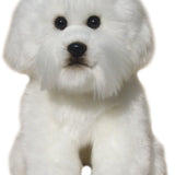 Bichon Frise