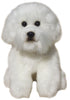 Bichon Frise