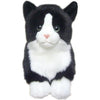 Black and White Cat