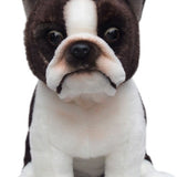 Boston Terrier