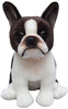 Boston Terrier