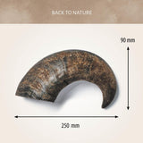 Antos Buffalo Horns