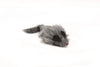 Beeztees Plush Mouse - Long Hair