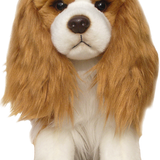 Cavalier King Charles Spaniel - Blenheim