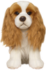 Cavalier King Charles Spaniel - Blenheim