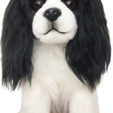 Cavalier King Charles Spaniel - Tri Colour