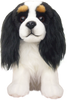 Cavalier King Charles Spaniel - Tri Colour