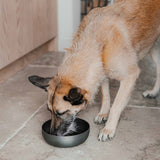 District 70 ROYAL Stainless Steel Dog Bowl Gold