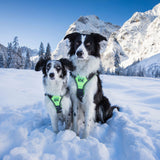 Julius IDC Longwalk Harness – Neon