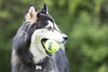 KONG Air Squeaker Tennis Ball
