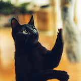 Gloria Natural Rabbit Fur Toy For Cats - Niemeyeer