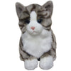 Tabby Cat