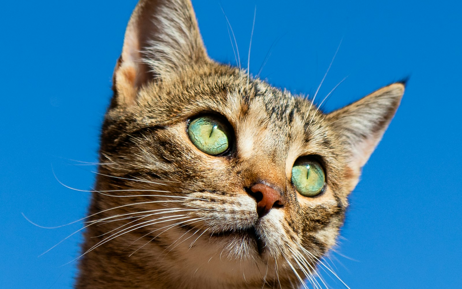 GimCat