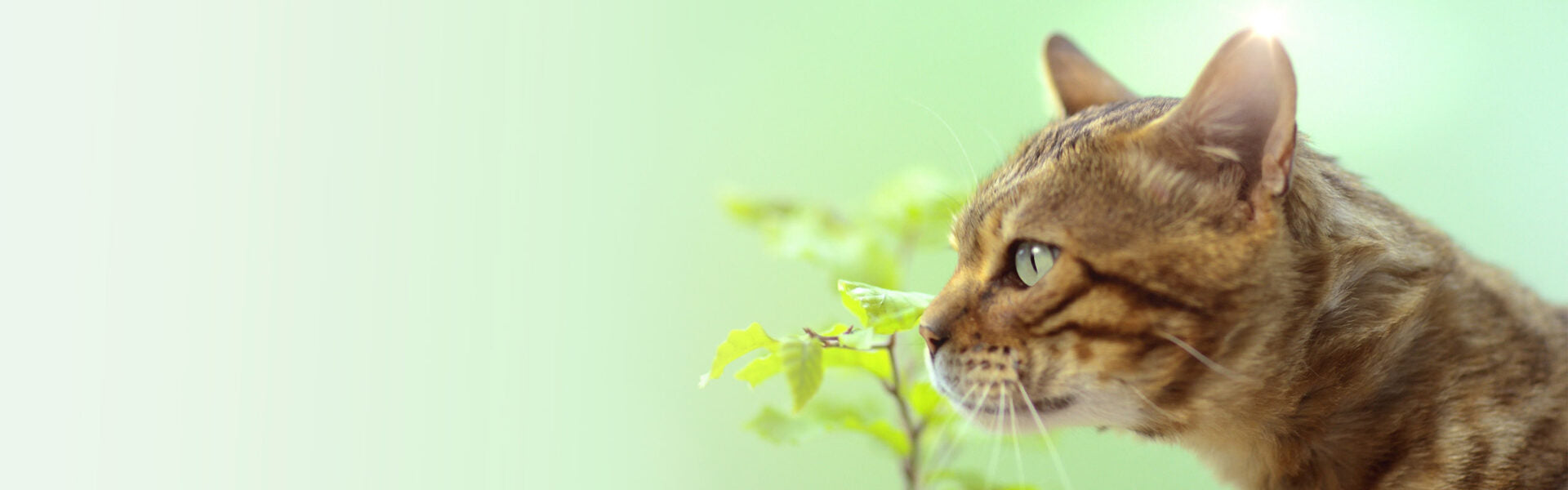 Cat's Best