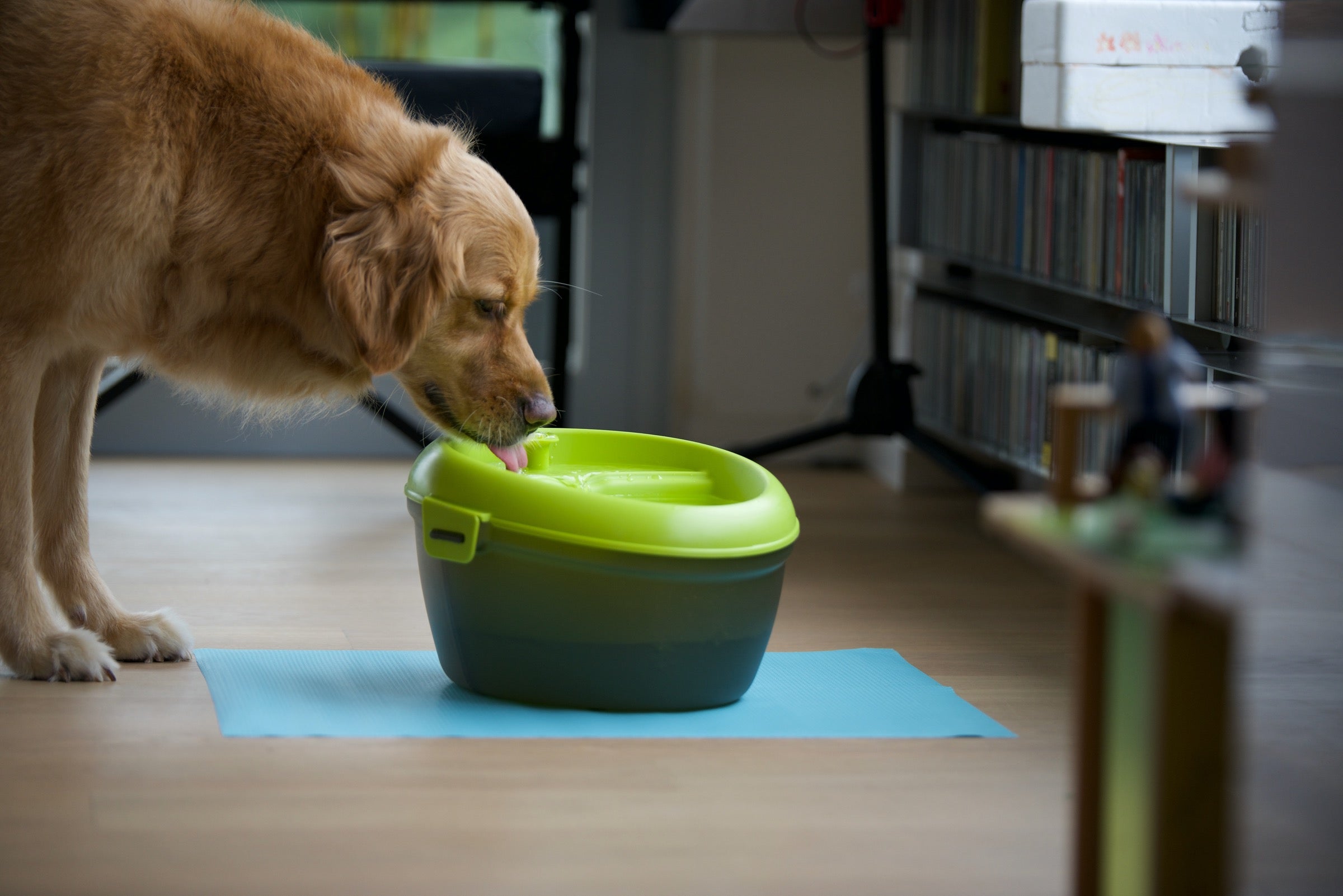 Dog H2O drinking fountain