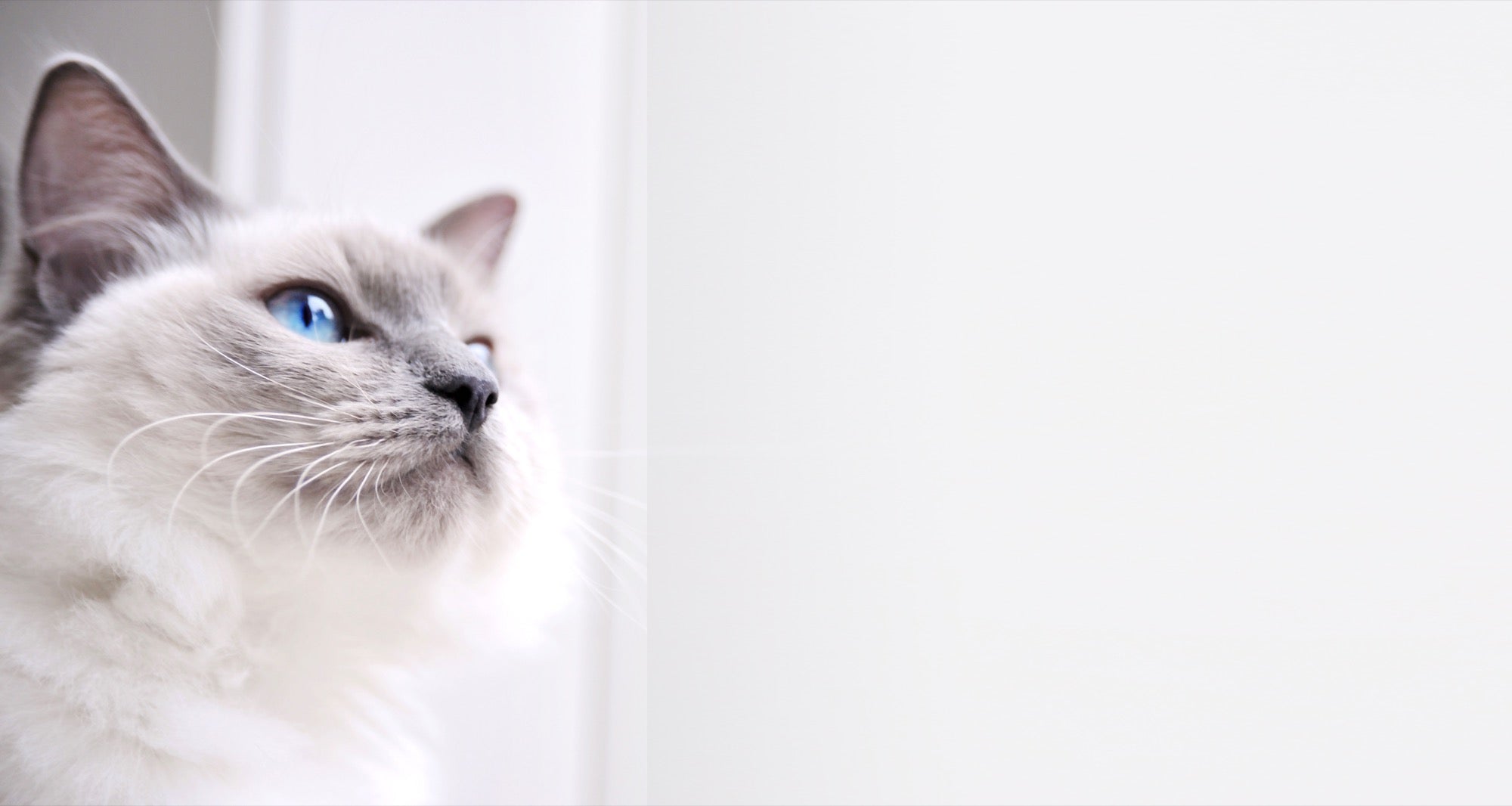 Cat H2O