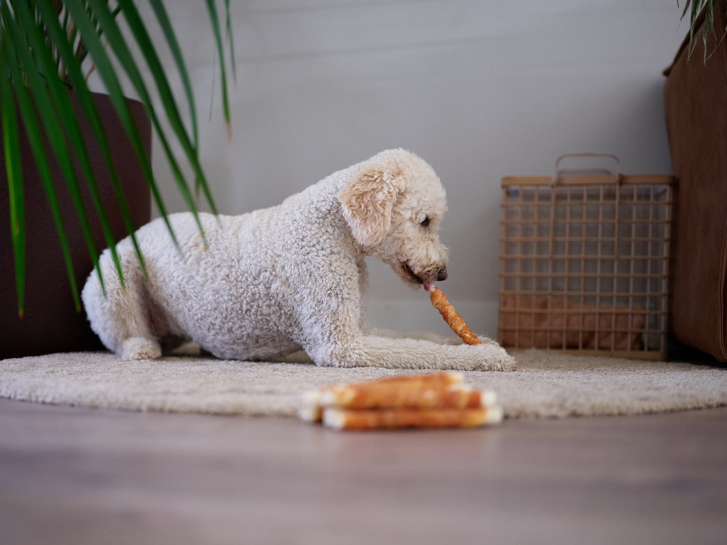 Petstyle Living